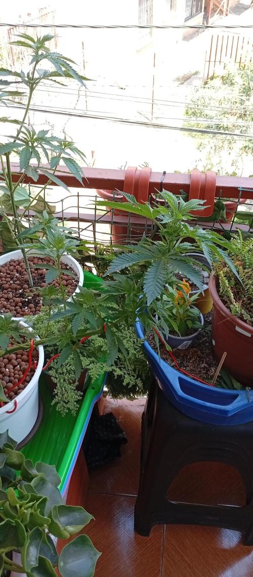 ChocotangieXCelestialGas. Week 8