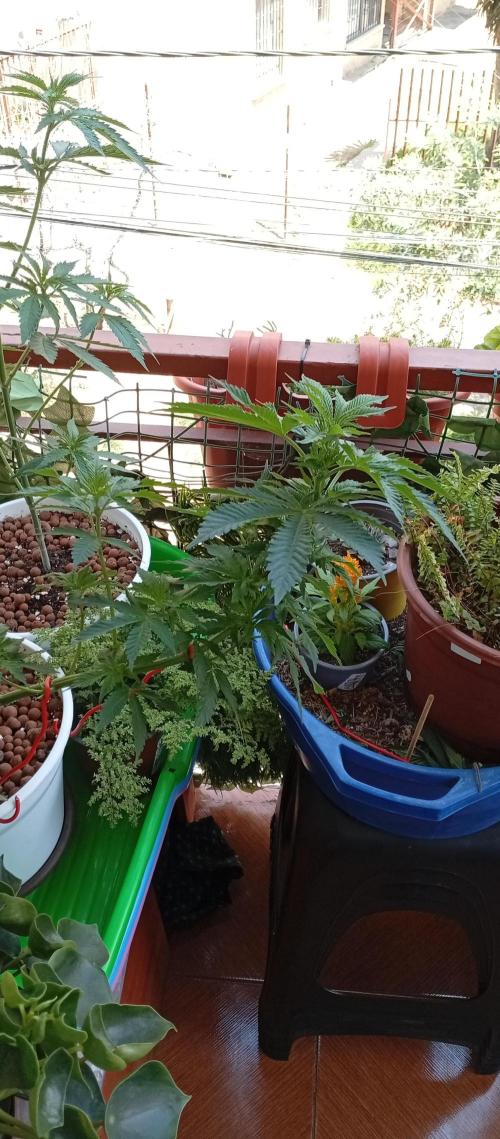 ChocotangieXCelestialGas. Week 8