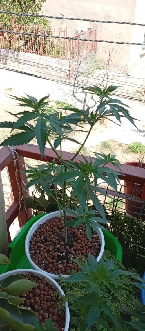 ChocotangieXCelestialGas. Week 8