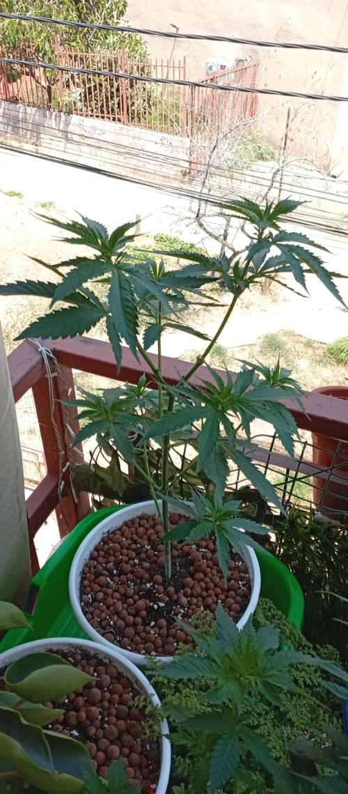 ChocotangieXCelestialGas. Week 8