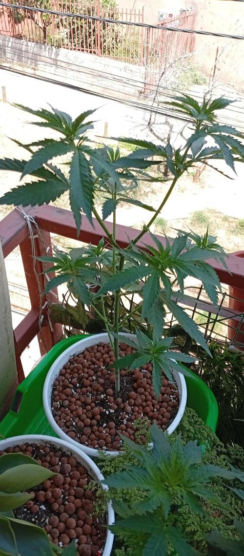 ChocotangieXCelestialGas. Week 8