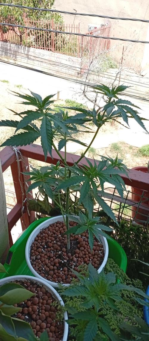 ChocotangieXCelestialGas. Week 8