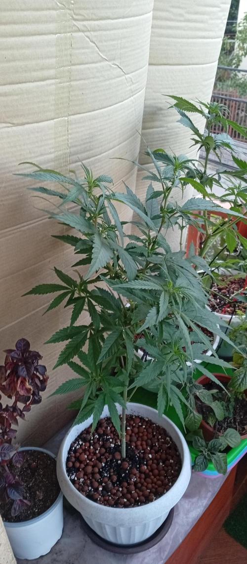 GMOxPakistanxMimosa. Week 9