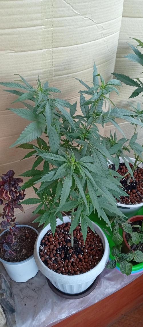 GMOxPakistanxMimosa. Week 9