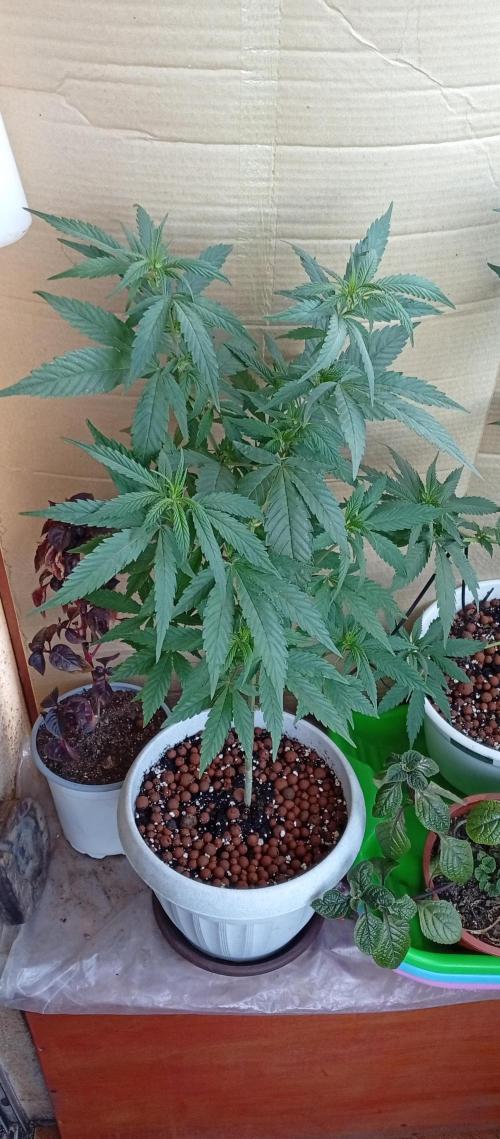 GMOxPakistanxMimosa. Week 9