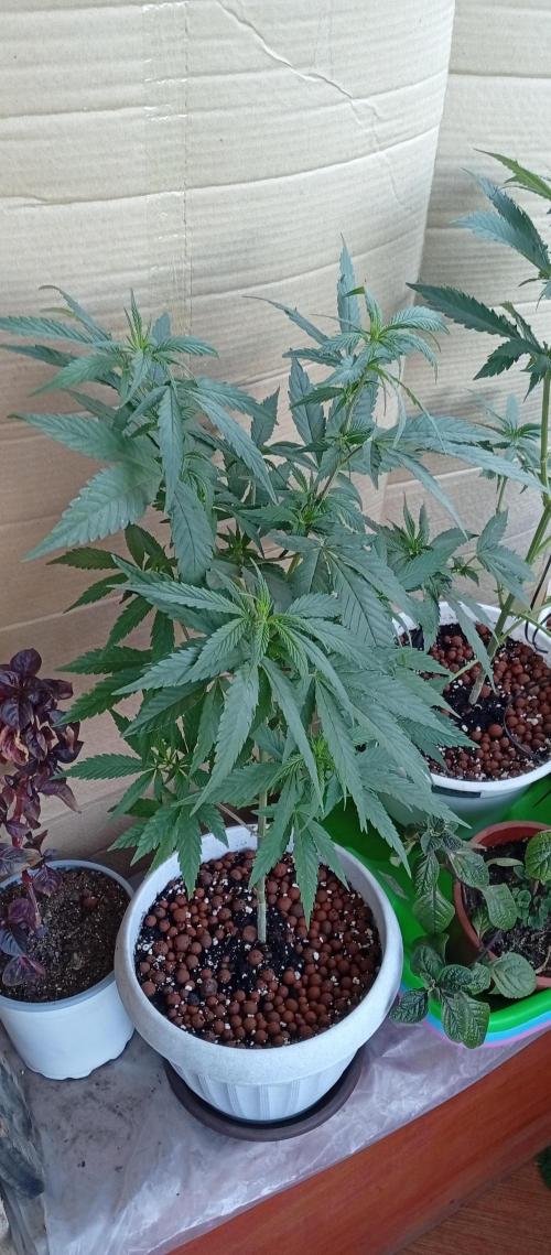 GMOxPakistanxMimosa. Week 9