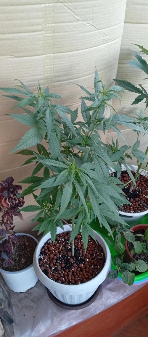 GMOxPakistanxMimosa. Week 9