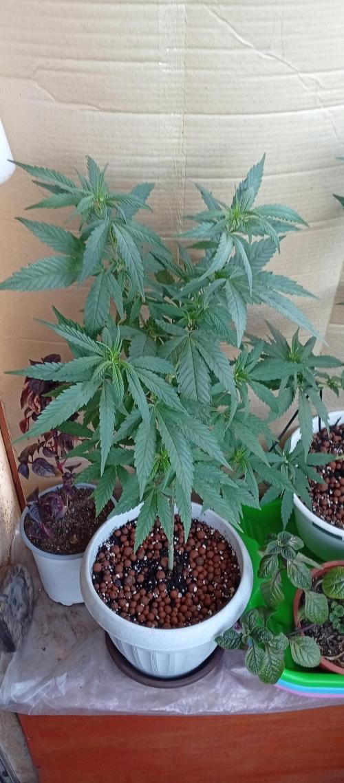 GMOxPakistanxMimosa. Week 9