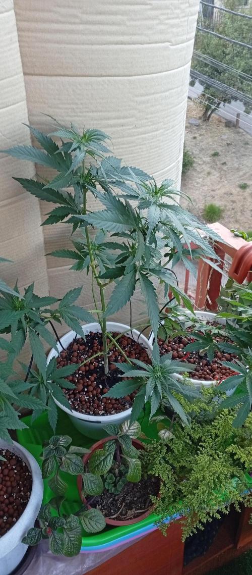 GMOxPakistanxMimosa. Week 9