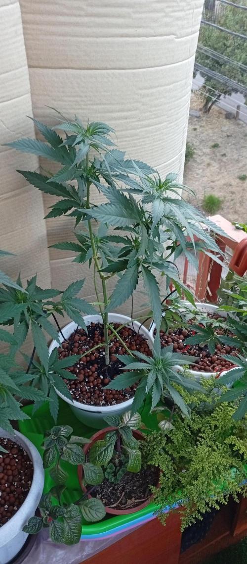 GMOxPakistanxMimosa. Week 9