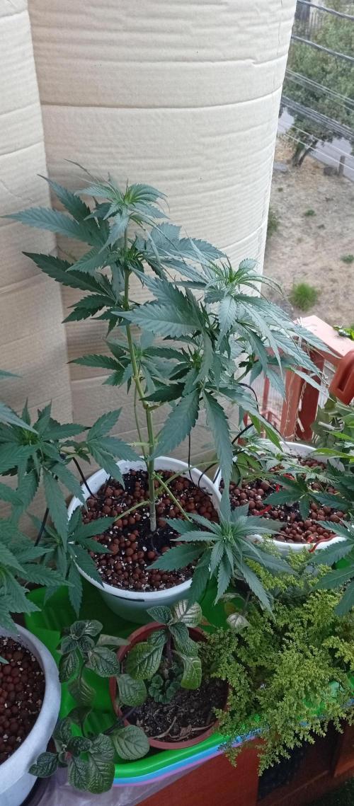 GMOxPakistanxMimosa. Week 9