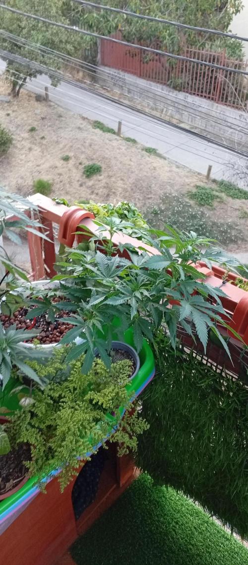 ChocotangieXCelestialGas. Week 9