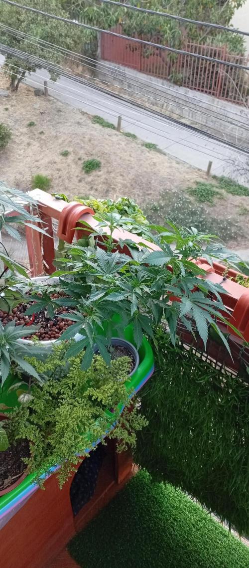 ChocotangieXCelestialGas. Week 9