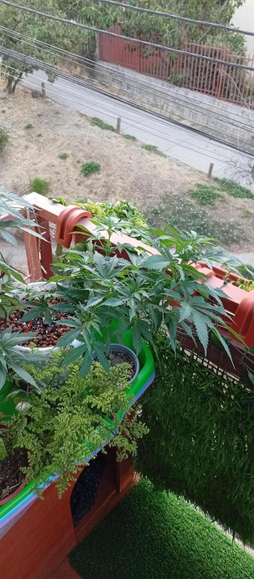 ChocotangieXCelestialGas. Week 9