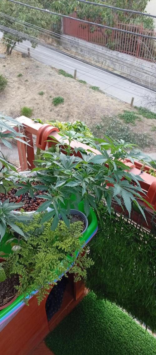 ChocotangieXCelestialGas. Week 9