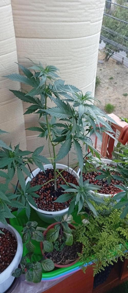 ChocotangieXCelestialGas. Week 9