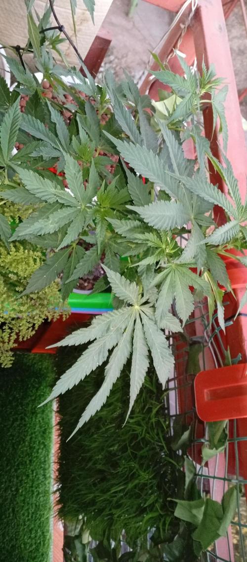 ChocotangieXCelestialGas. Week 9