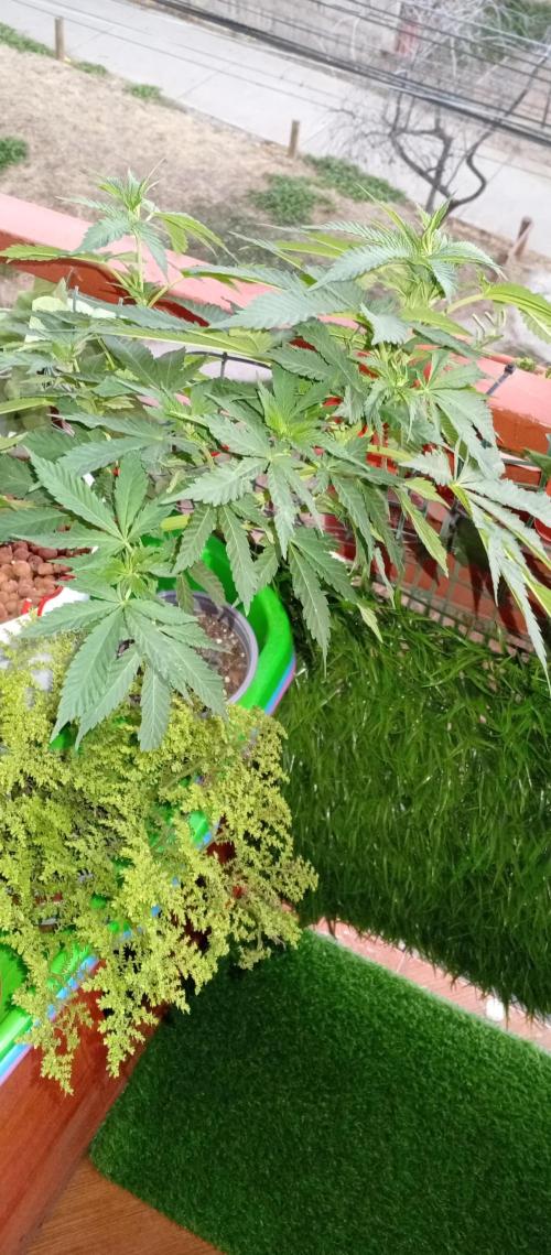 ChocotangieXCelestialGas. Week 9