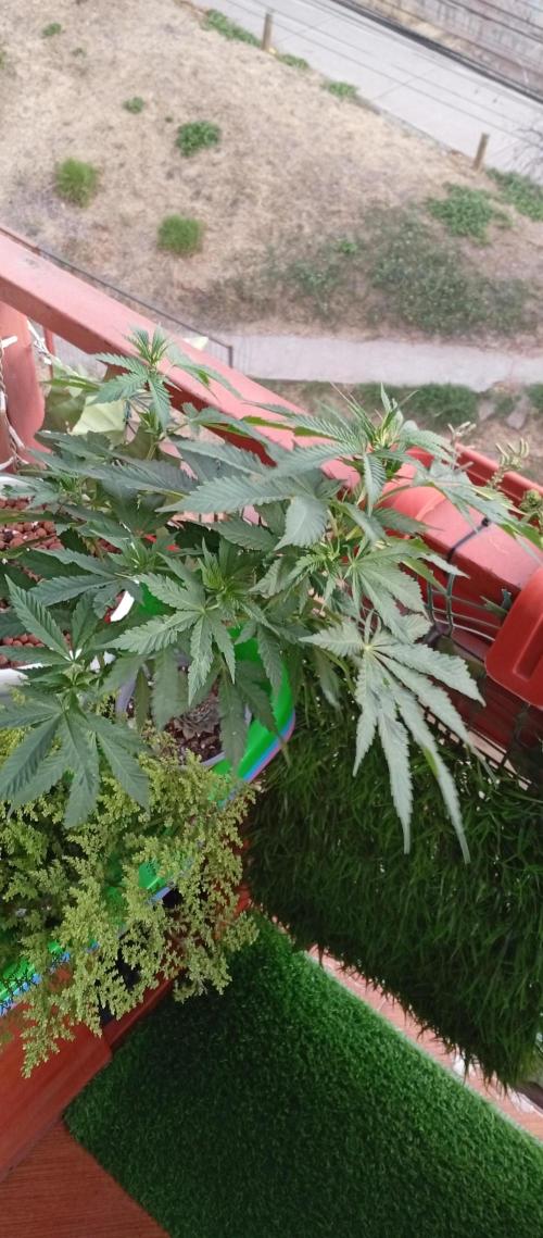 ChocotangieXCelestialGas. Week 9