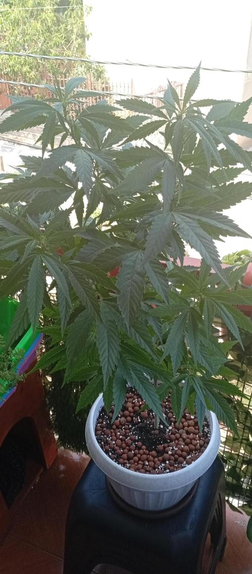 GMOxPakistanxMimosa. Week 10