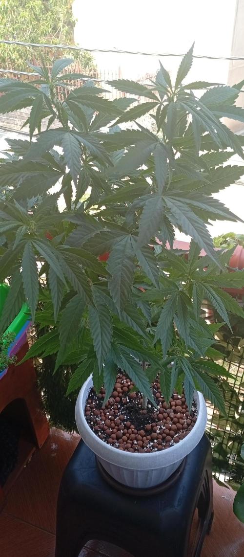 GMOxPakistanxMimosa. Week 10