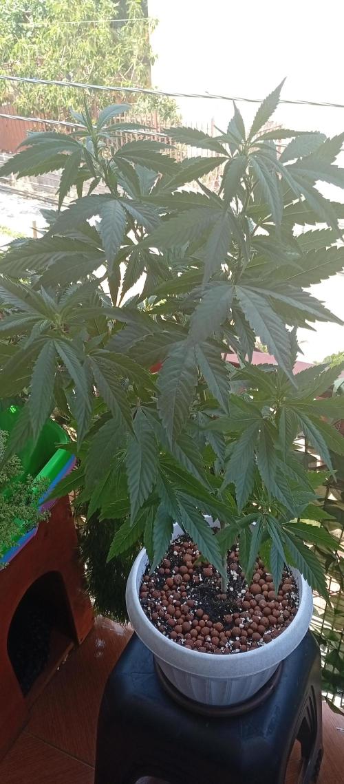 GMOxPakistanxMimosa. Week 10