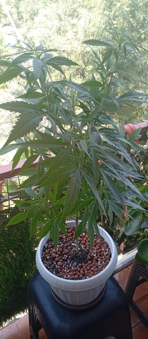 GMOxPakistanxMimosa. Week 10