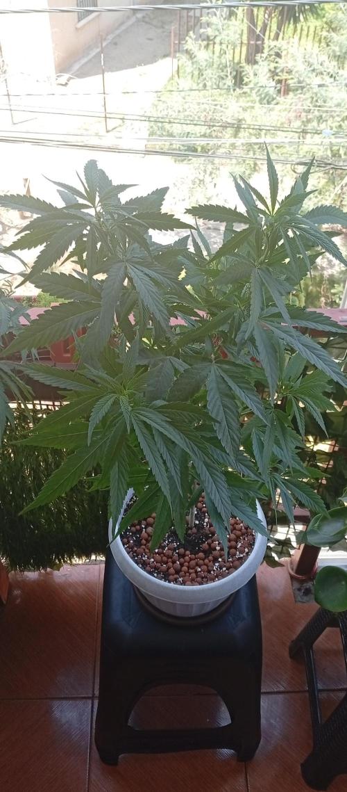 GMOxPakistanxMimosa. Week 10