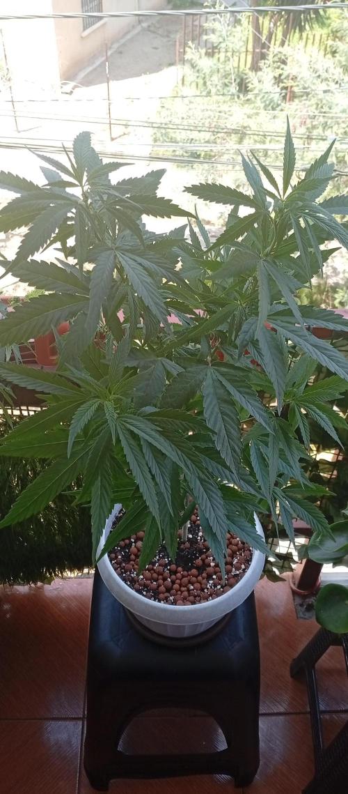 GMOxPakistanxMimosa. Week 10