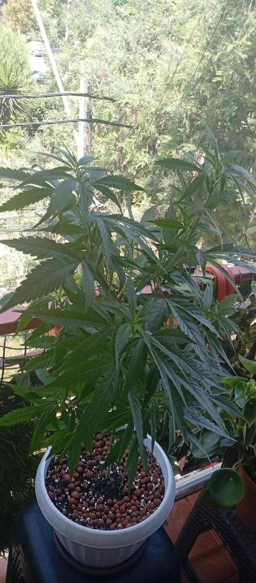 GMOxPakistanxMimosa. Week 10