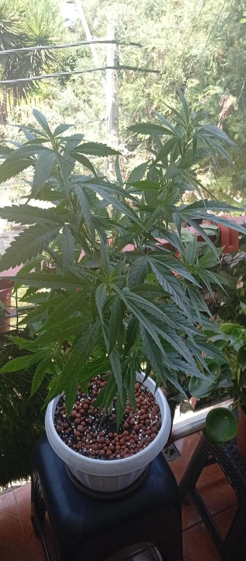 GMOxPakistanxMimosa. Week 10