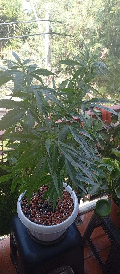 GMOxPakistanxMimosa. Week 10