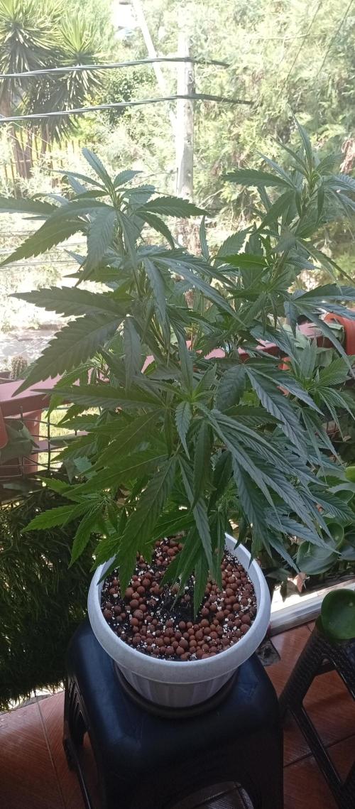 GMOxPakistanxMimosa. Week 10