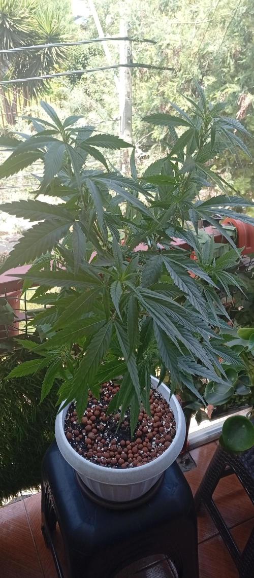 GMOxPakistanxMimosa. Week 10