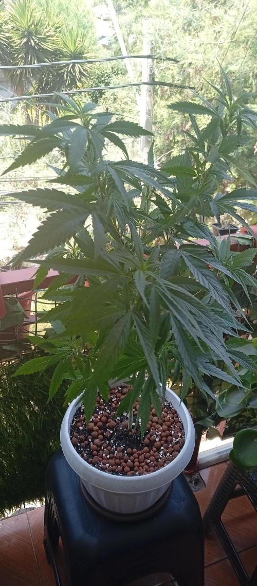 GMOxPakistanxMimosa. Week 10