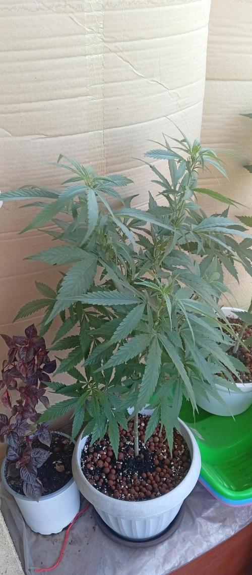 GMOxPakistanxMimosa. Week 10