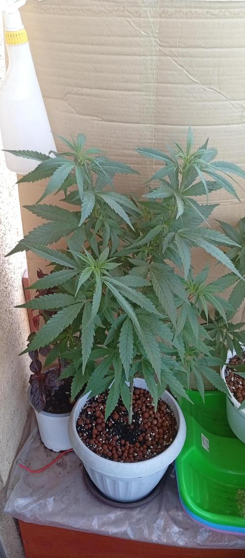 GMOxPakistanxMimosa. Week 10