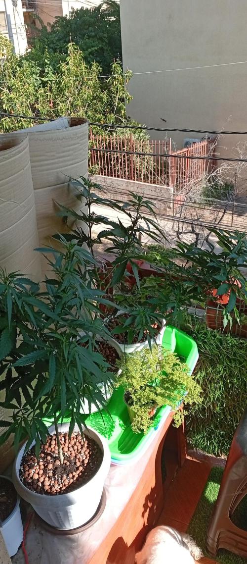 ChocotangieXCelestialGas. Week 10