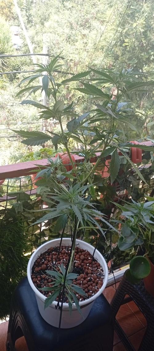 ChocotangieXCelestialGas. Week 10