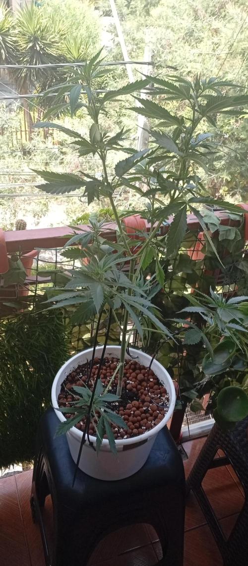 ChocotangieXCelestialGas. Week 10