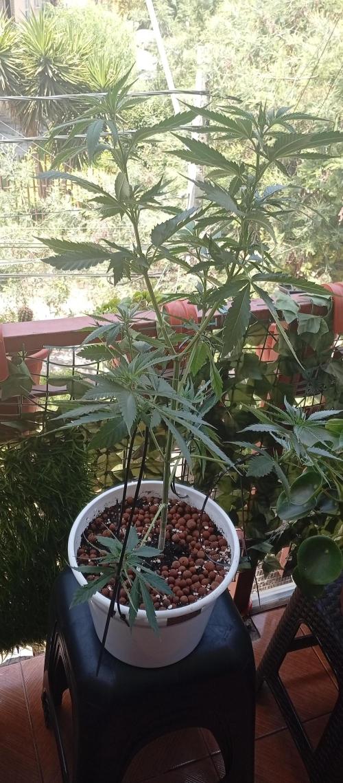 ChocotangieXCelestialGas. Week 10