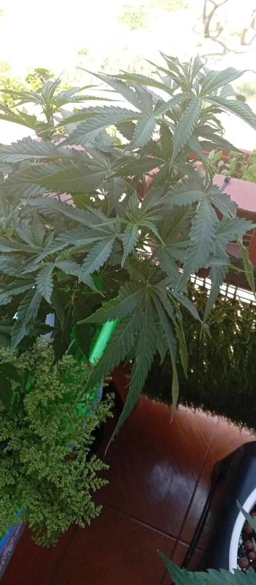 ChocotangieXCelestialGas. Week 10