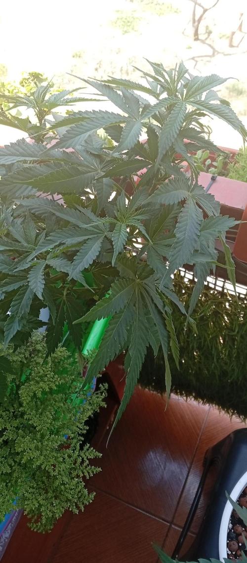 ChocotangieXCelestialGas. Week 10