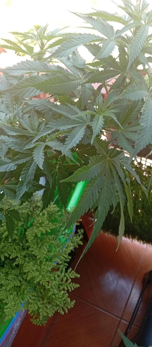 ChocotangieXCelestialGas. Week 10