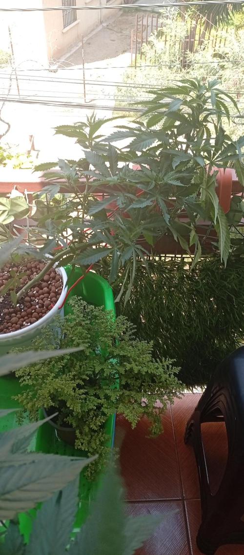 ChocotangieXCelestialGas. Week 10