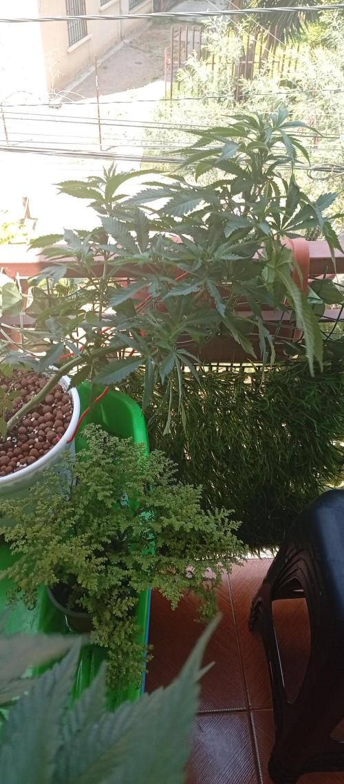 ChocotangieXCelestialGas. Week 10