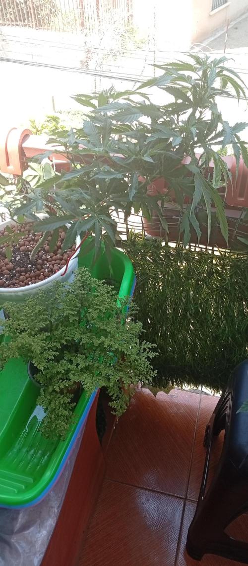 ChocotangieXCelestialGas. Week 10