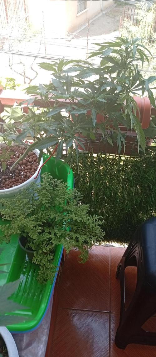 ChocotangieXCelestialGas. Week 10