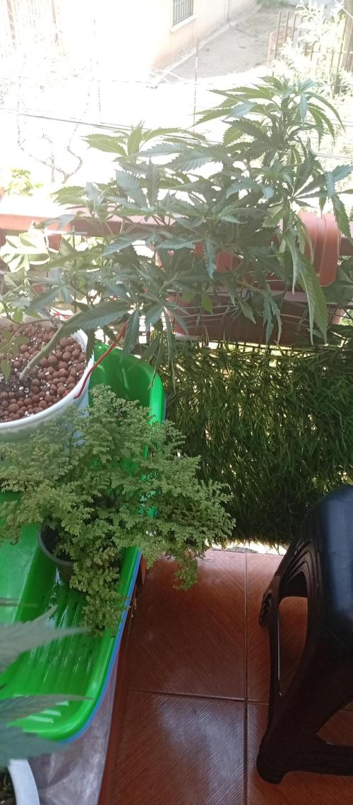 ChocotangieXCelestialGas. Week 10