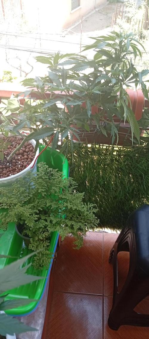 ChocotangieXCelestialGas. Week 10